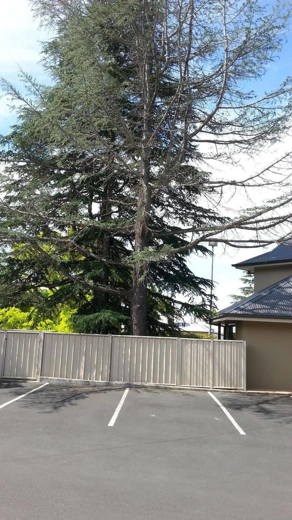 Armidale Pines Motel Экстерьер фото